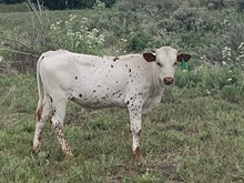 CHR All Tuned Up 2104 Bull