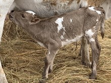 Unnamed Bull calf 918
