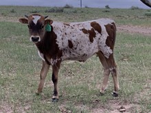 Unnamed Bull Calf Chillin Out 916