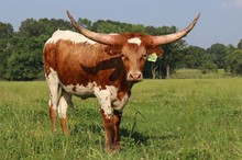 Heifer calf 2021 Swagger BCB x Taco 4