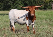 Heifer calf 2021 CashCowboyxBonitaBand