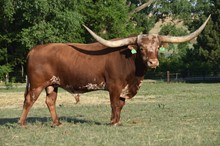 COWBOY CASANOVA'S PRIDE