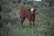 Little Lady bull 2311