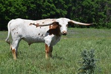 Maggie May Bull Calf 207