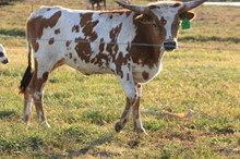 GLR DIAMOND AND GOLD GAL