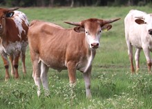 Heifer calf 2022 HelloDarlinxBonitaBandita