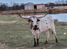 DSF SWISS COWBOY MISS