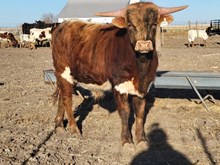 24LF Texas Rock