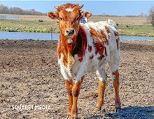 24LF Monaco's Tuff Cowgirl
