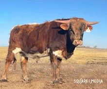 24LF Texas Rock